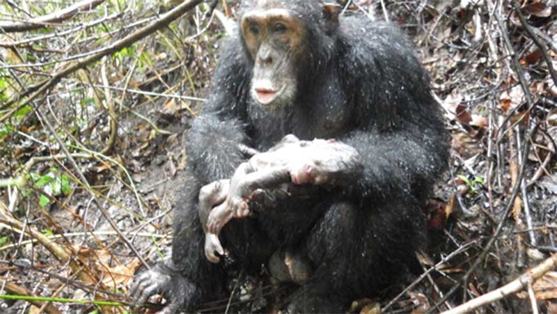 写真：出産直後の新生児を奪ったチンパンジー