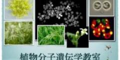 植物分子遺伝学イメージ