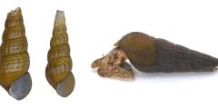 琵琶湖から新種アザイカワニナを発見―カワニナ属2種群の平行的な多様化を示唆―