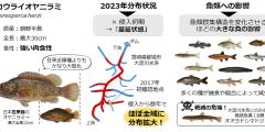 "超"侵略的？！新たな外来魚コウライオヤニラミ―環境DNA調査で明らかとなった深刻な分布拡大と魚類相への影響―