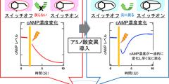 眼の光センサータンパク質を眼以外でも活用 －細胞の機能に重要な分子cAMPの濃度を光で一過的に変化させる分子ツール－