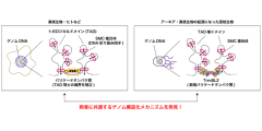 真核ゲノムがもつドメイン型高次構造の起源―第三の生物群「アーキア」が鍵？―