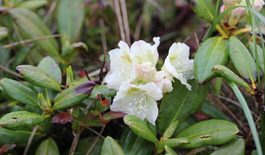 苗木、植木 常緑樹 | www.dc-kato.net