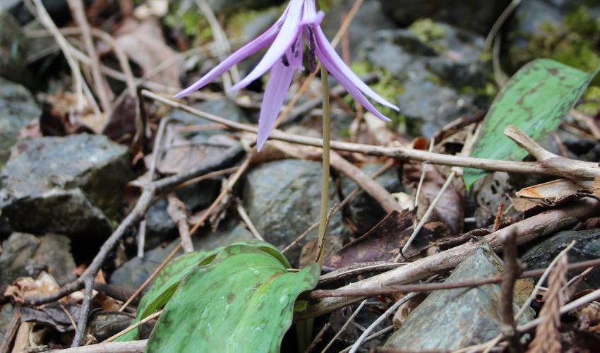 スズキヨウコ作　カタクリの花が美しいゴブレット スズキヨウコ作 カタクリの花が美しいゴブレット スズキヨウコ作