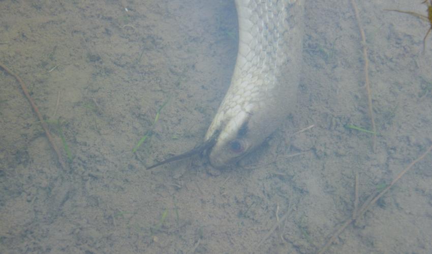 A dead body of Japanese four-lined ratsnake with a Japanese fire